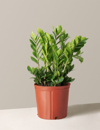 The Sill ZZ Plant