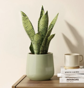 White Sansevieria
