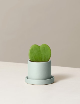Hoya Heart Plant