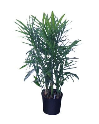 Bamboo Plant
