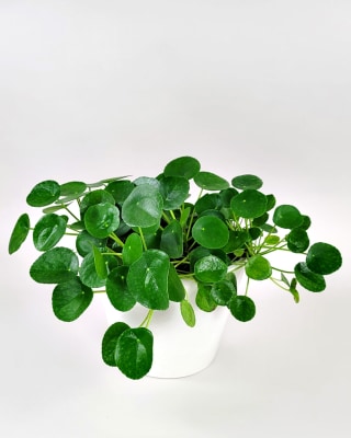 Chinese Money Plant