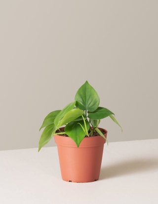 Philodendron
