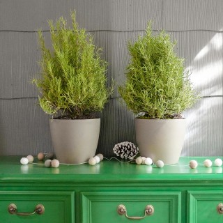 Herb Plants
