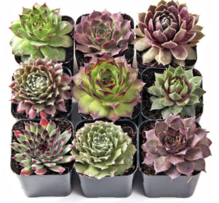 Hens and Chicks