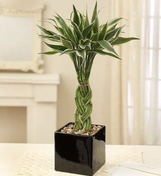 1-800-Flowers Modern Bamboo