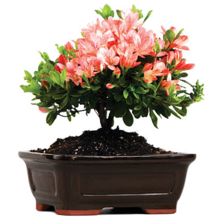 Eastern Leaf Azalea Pink Blossom Bonsai