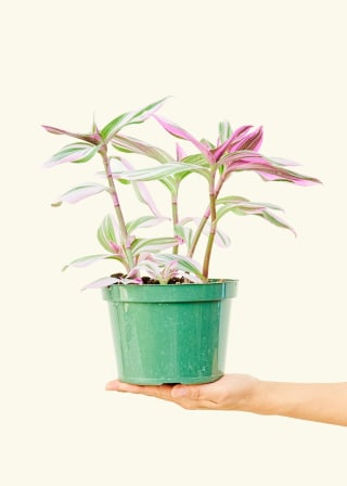 Tradescantia 'Nanouk'
