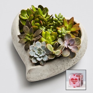 Plants.com Sweet Succulent Heart Garden