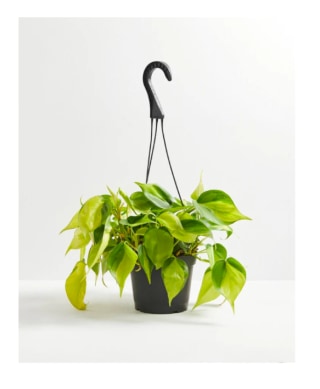 Lively Root Sweetheart Vine