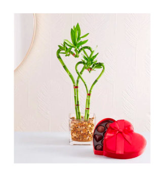 1-800-Flowers Sweet Heart Bamboo