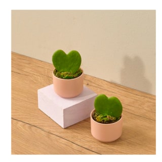 The Bouqs Co. Desert Love Hoya Duo
