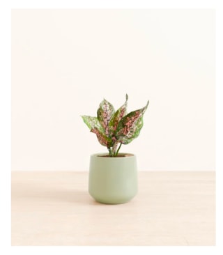 Easyplant Aglaonema Wishes