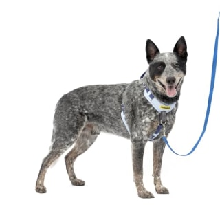 Petsafe Harness