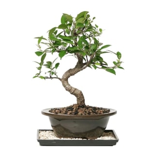 Brussel’s Golden Gate Ficus Bonsai