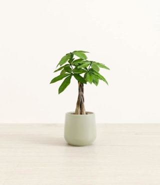 Easyplant Money Tree