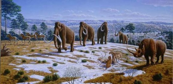 Since woollies and Columbian mammoths overlapped in time and space, it is not unlikely that they interbred. DNA research seems to confirm that.