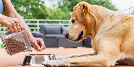 If you’re thinking about switching your dog’s food to recipes oriented for senior dogs, KT Boyle, DVM, suggests a slow transition to prevent upsetting your pup’s stomach.