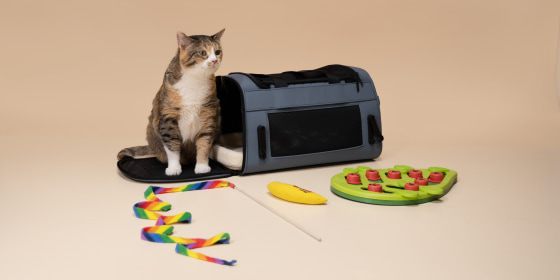 Cat toys like wands, tunnels, plush mice and food puzzles are mentally and physically stimulating for felines.