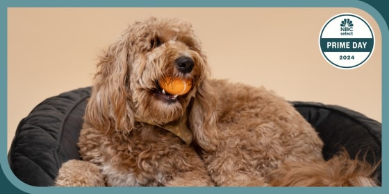 During Prime Day, Amazon is offering discounts on pet supplies for dogs and cats, including food, beds and toys.