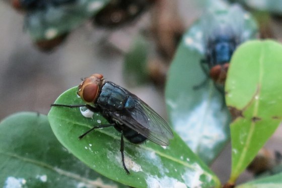 A New World screwworm (looks like a giant fly) stands atop a leaf outside