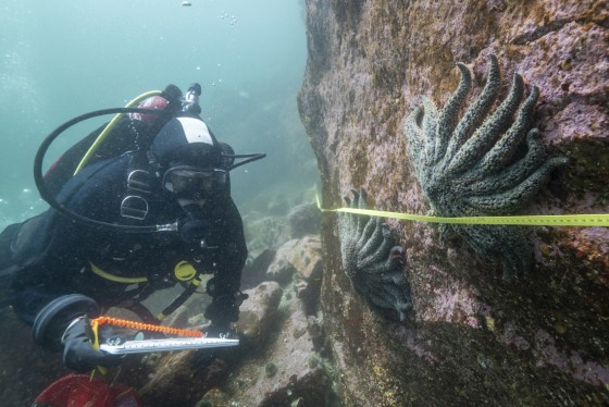 Sea Star Disease