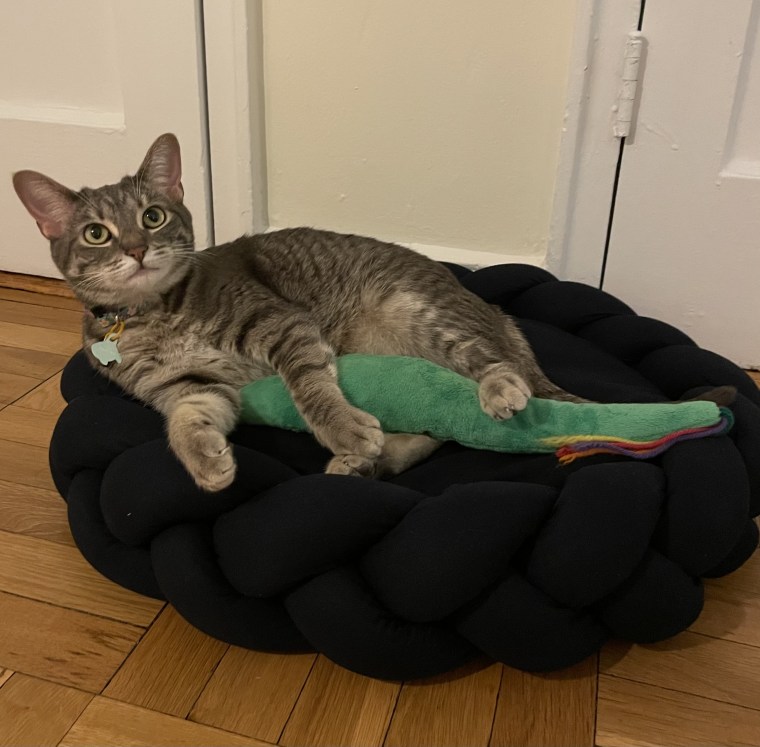Cat playing with the Imperial Cat Slither ‘N Snake Catnip Cat Toy