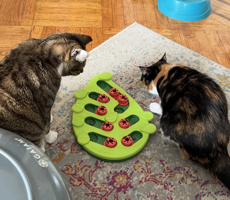 Cats playing with the Catstages by Nina Ottosson Buggin’ Out Puzzle & Play feeder