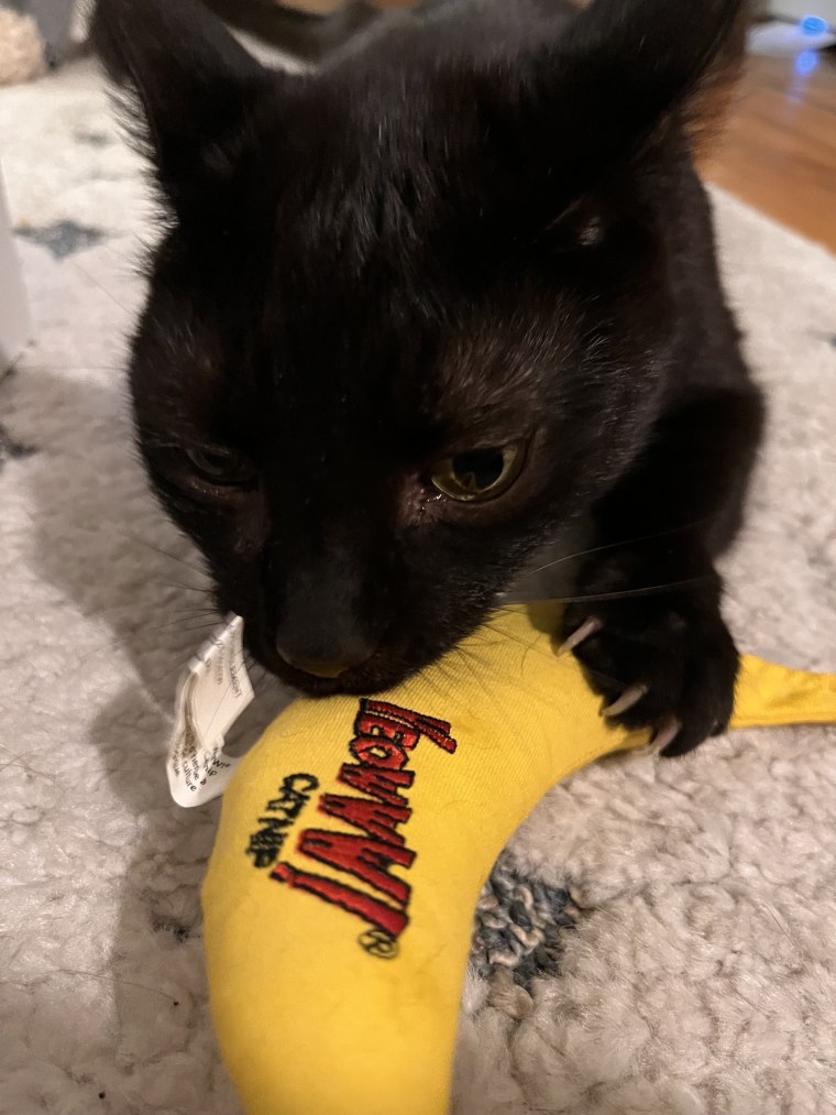 Cat plating with Yeowww! Yellow Banana Catnip Toy