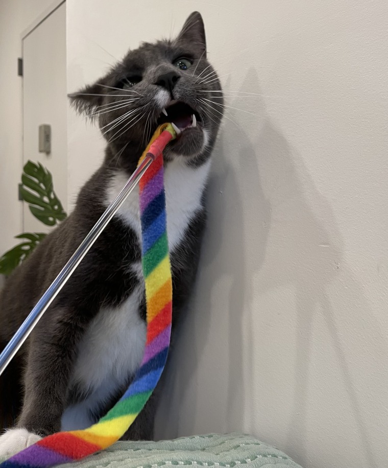 Cat playing with the Cat Dancer Rainbow Cat Charmer