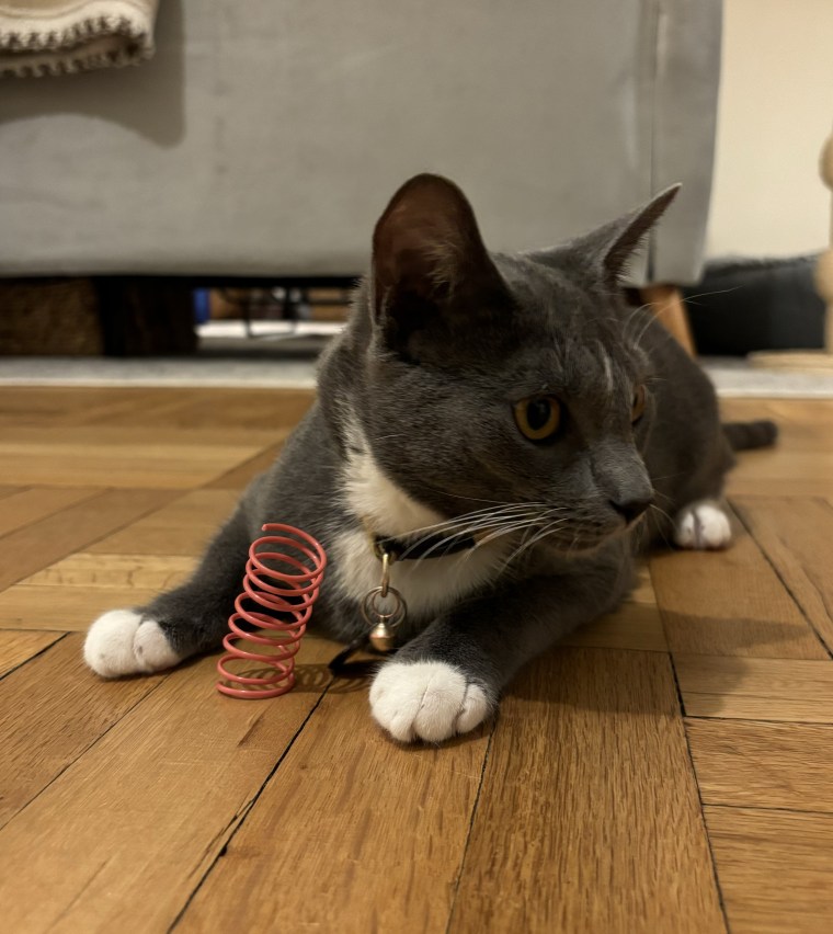 Cat playing with Andiker Cat Spiral Springs