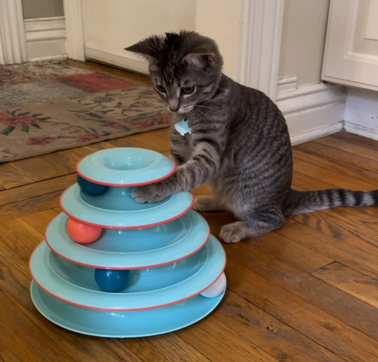 Cat playing with Catstages Chase Meowtain Interactive 4-Tier Cat Track Toy