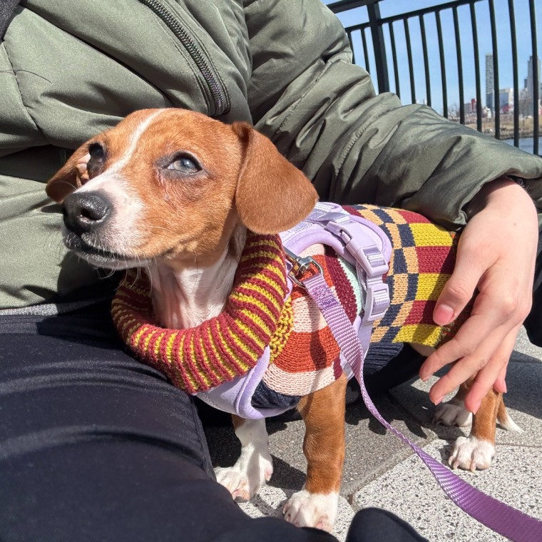 A brown and white puppy wearing a lavender Wild One dog harness outside.