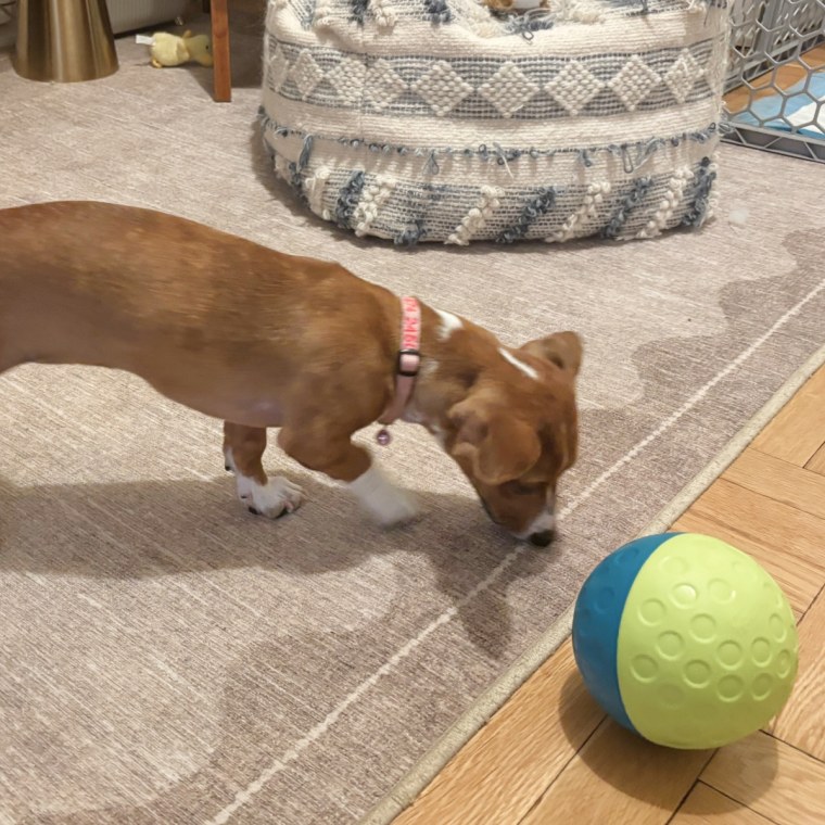 A brown and white puppy playing with Outward Hound’s blue and green Treat Tumble Interactive Puzzle Ball.