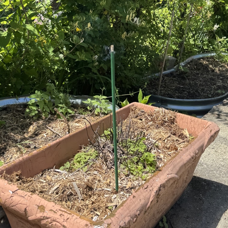 Ashleigh & Burwood incense repellent stick standing inside a garden bed