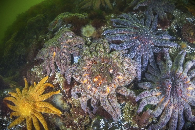 Sea Star Disease